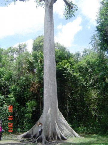 Guatemala, Tikal. 024